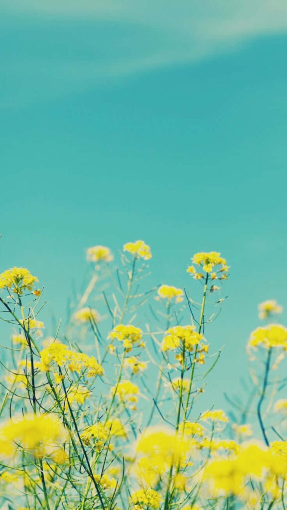 Serene Yellow Flower Field Wallpaper - Tranquil Blue Sky Background