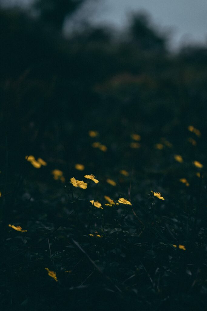 Serene Yellow Flowers Blooming Over Lush Grass: Captivating Contrast Wallpaper