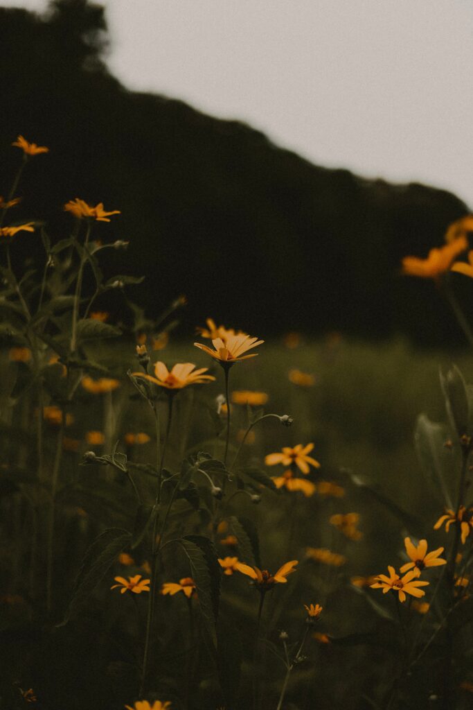 Serene Yellow Flower Field Wallpaper: Calm Greenery Background