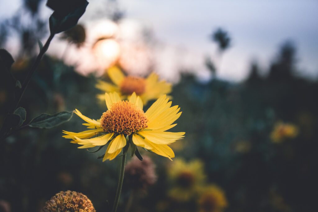Serene Yellow Flower Wallpaper - Soft Light & Blurred Nature Background