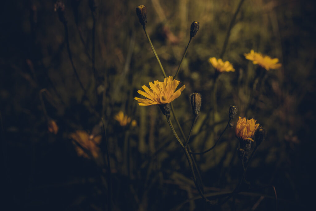 Vibrant Yellow Flower Wallpaper: Serene Dark Field Ambiance