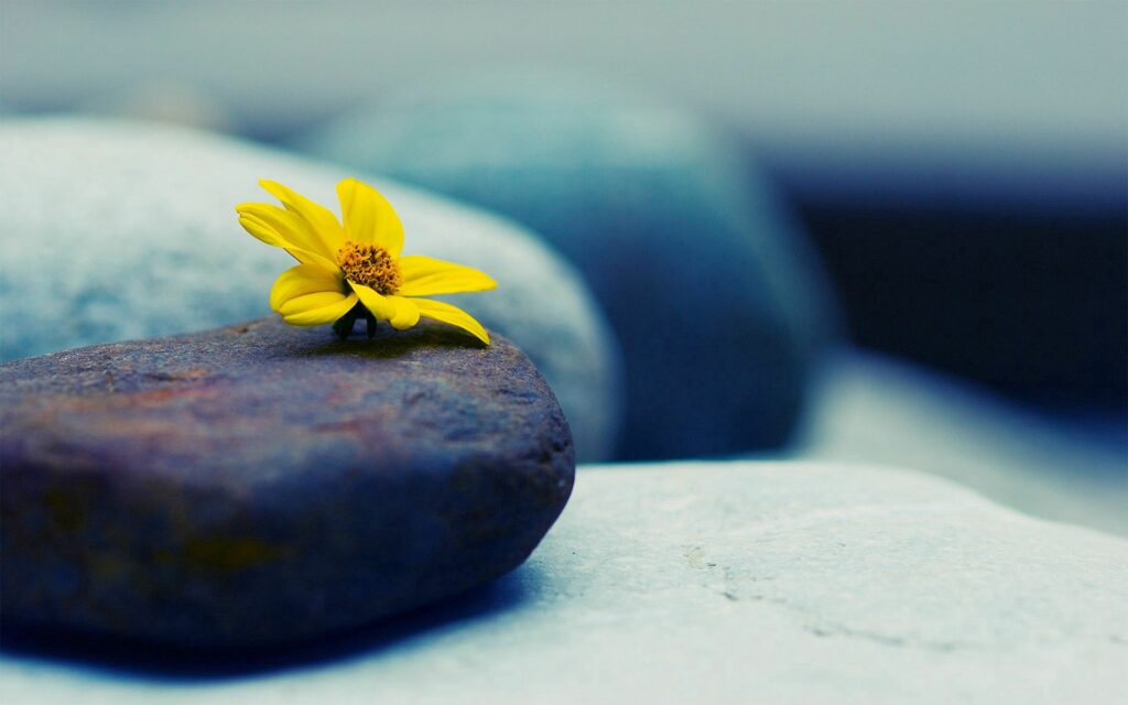Serene Yellow Flower Wallpaper: Delicate Petals on Smooth Stone