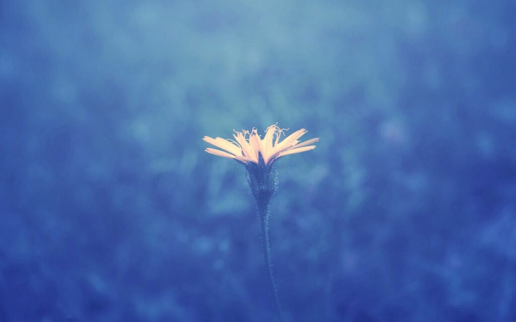 Serene Yellow Flower Wallpaper on Soft Blue Background