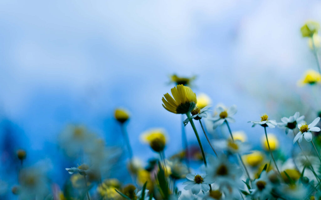 Delicate Yellow Flowers on Soothing Blue Background - Serene Wallpaper