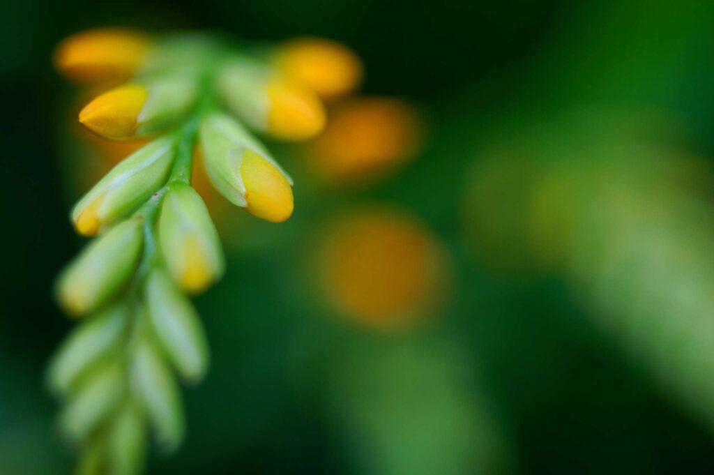 Serene Close-Up of Yellow and Green Flower Buds - Nature Wallpaper