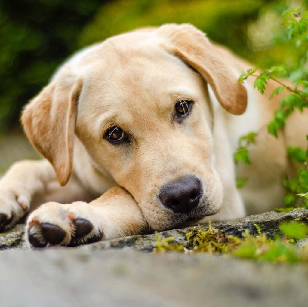 Serene Yellow Labrador Wallpaper on Mossy Rock Amid Lush Greenery