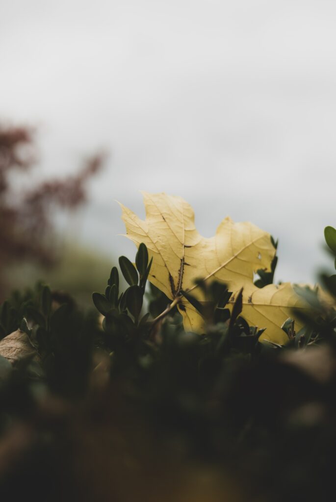 Serene Macro Wallpaper: Yellow Leaf on Green Foliage Close-Up