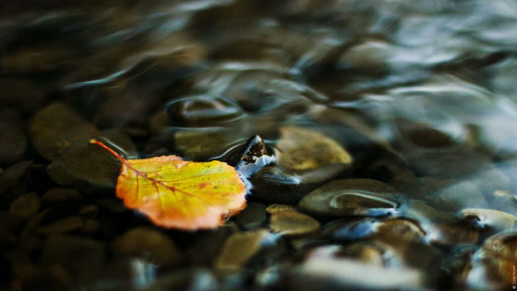 Vivid yellow leaf on smooth pebbles under clear flowing stream creating peaceful nature scene Wallpaper