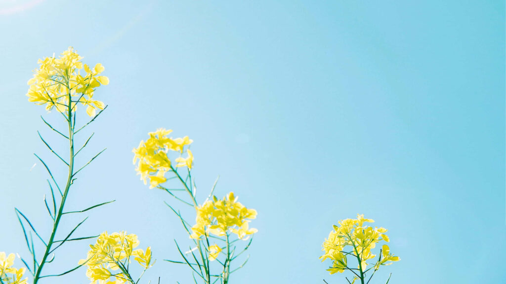 Serene Yellow Rapeseed Flowers Desktop Background against Blue Sky Wallpaper