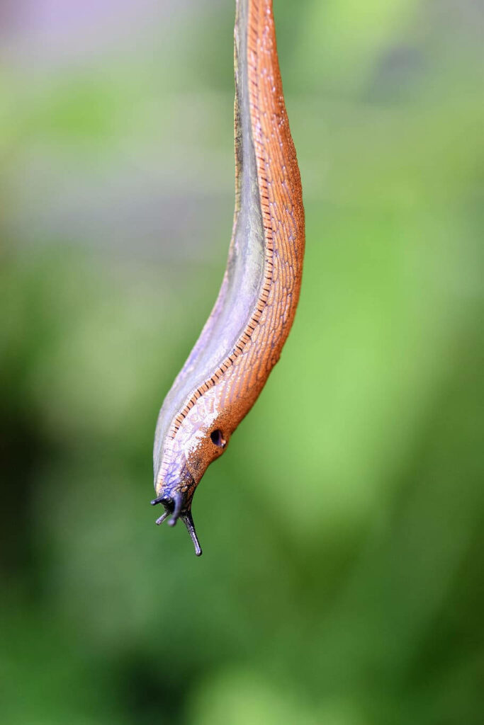 Close-Up Yellow Slug Wallpaper: Textured Nature Background