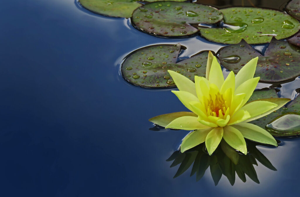 Vibrant Yellow Water Lily on Dark Blue Water – Serene Wallpaper