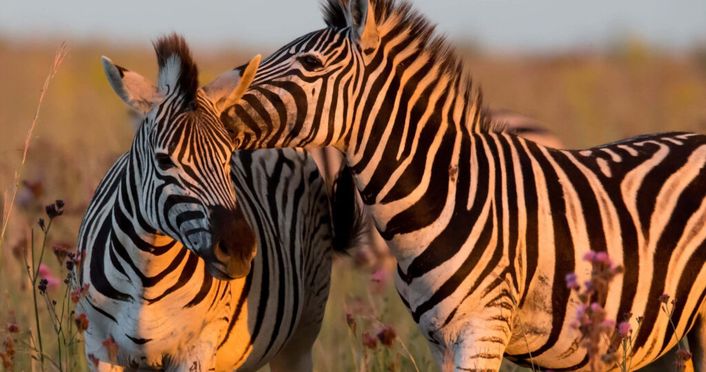 Serene Zebra Embrace at Sunset - Vibrant Savanna Wallpaper