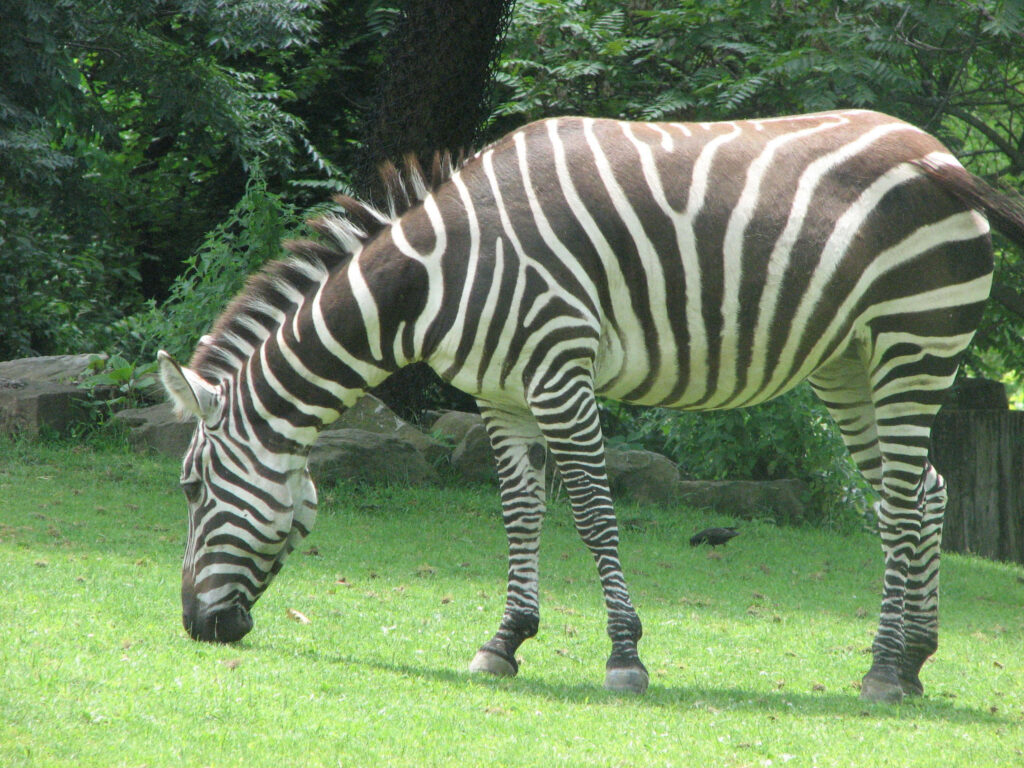 Serene Zebra Wallpaper: Lush Green Zoo Background