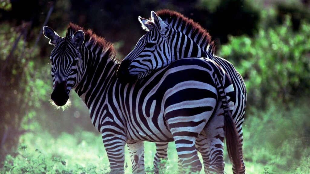 Serene Zebra Moment: Lush Greenery 1920x1080 Wallpaper