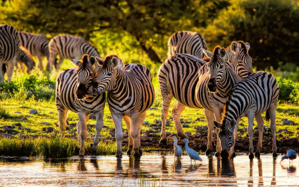 Serene Zebra Scene by Tranquil Lake - Nature's Beauty Background Wallpaper