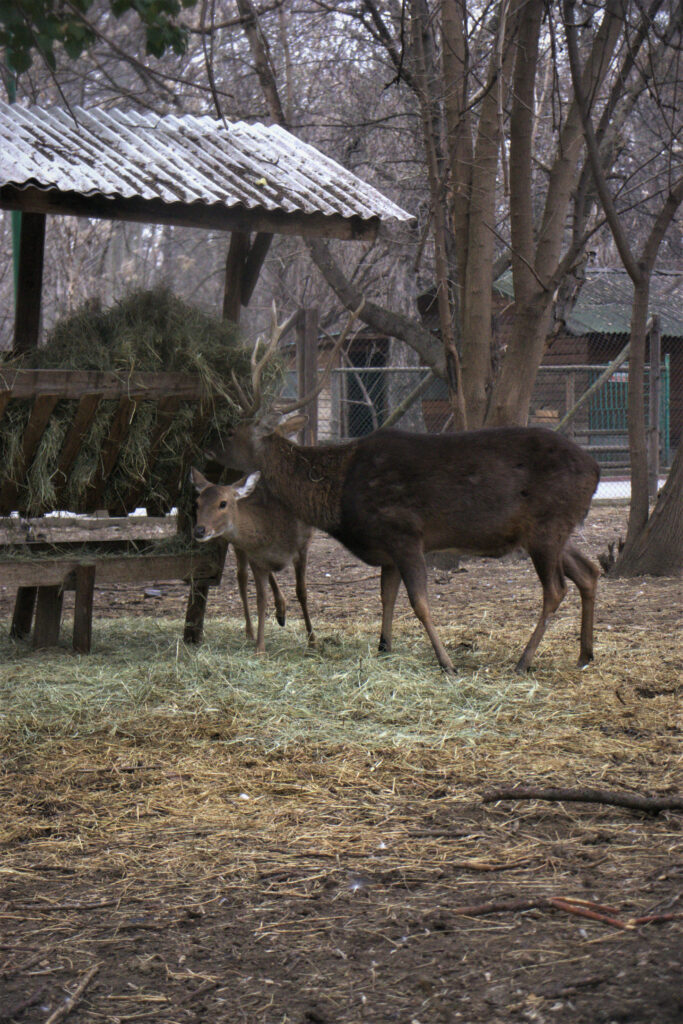 Tranquil Zoo Scene: Big Buck & Fawn with Rustic Shelter Background Wallpaper