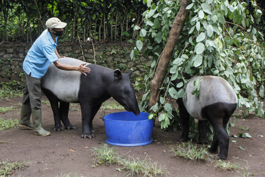 Malayan Tapirs in Zoo: Caretaker's Touch & Lush Greenery Wallpaper