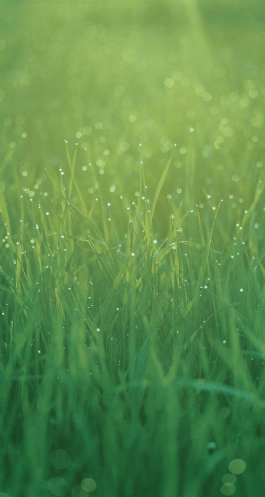 Close-up macro of dew-covered green grass with soft bokeh and vibrant yellow-green mist wallpaper