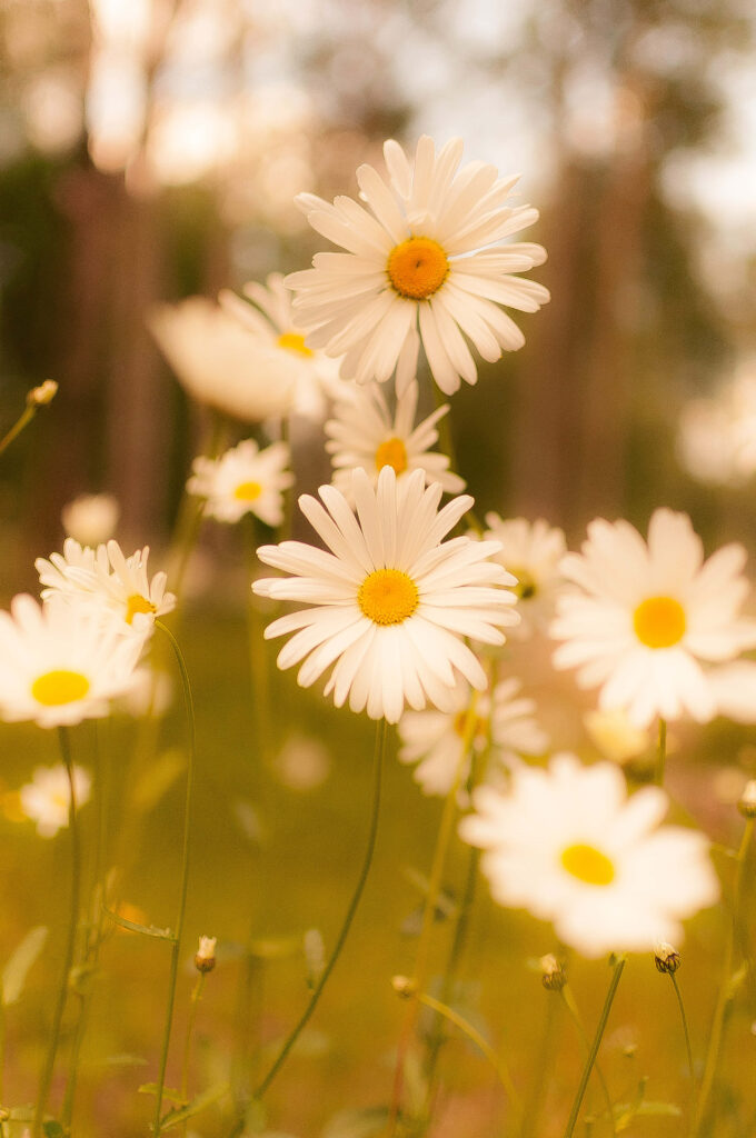 Spring Daisies iPhone Wallpaper: Serene Nature Background