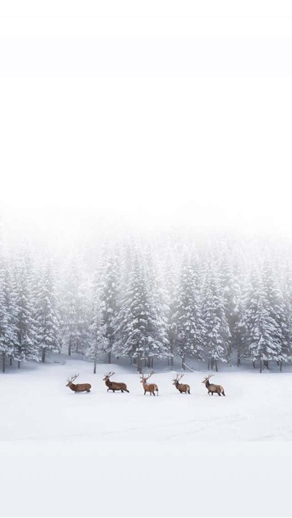 Serene iPhone Wallpaper: Reindeer in Snowy Forest Landscape