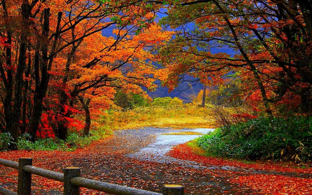 Autumn Serenity: Morning Glory Envelopes the Peaceful Forest Wallpaper