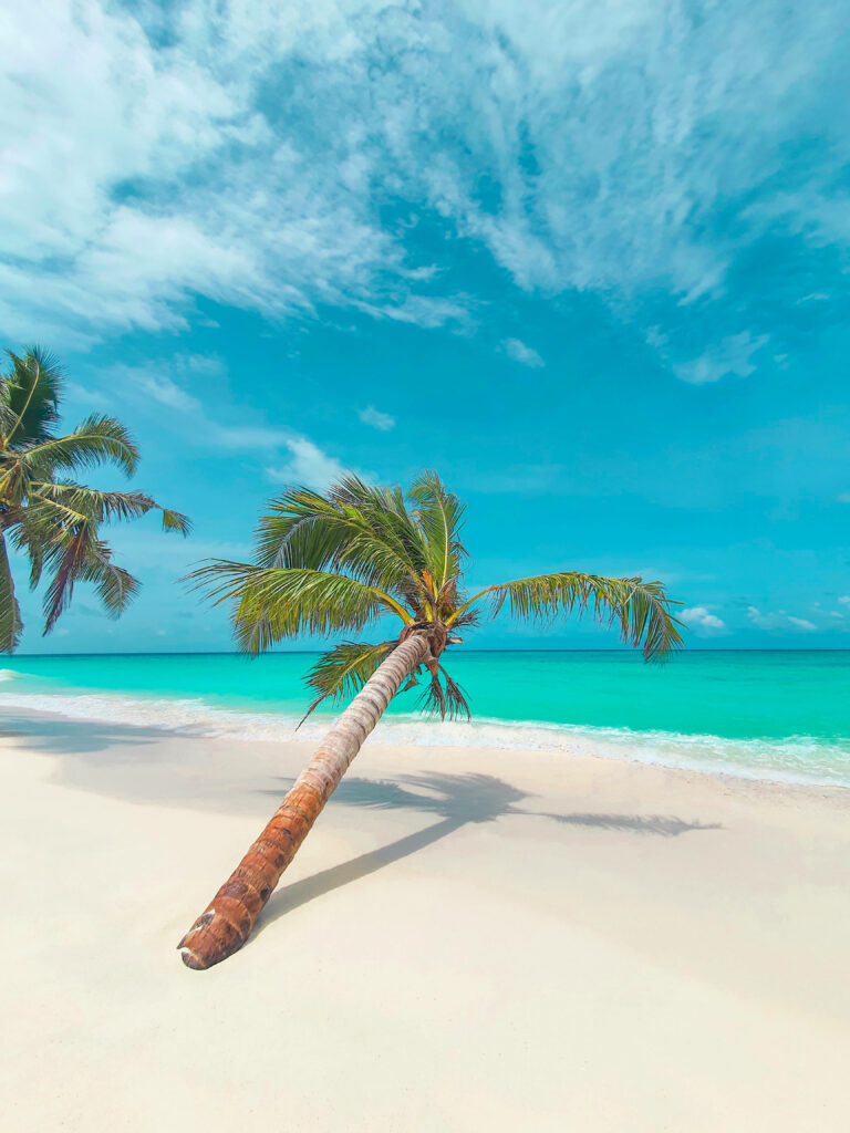 Serene Summer Escape: Vibrant Palm Tree and Azure Sky Beautify Tropical Beachscape Wallpaper