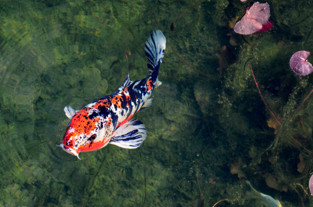 The Serene Depths: Captivating Cool Japanese Koi Fish Gracefully Glide in a Vibrant Pond Wallpaper