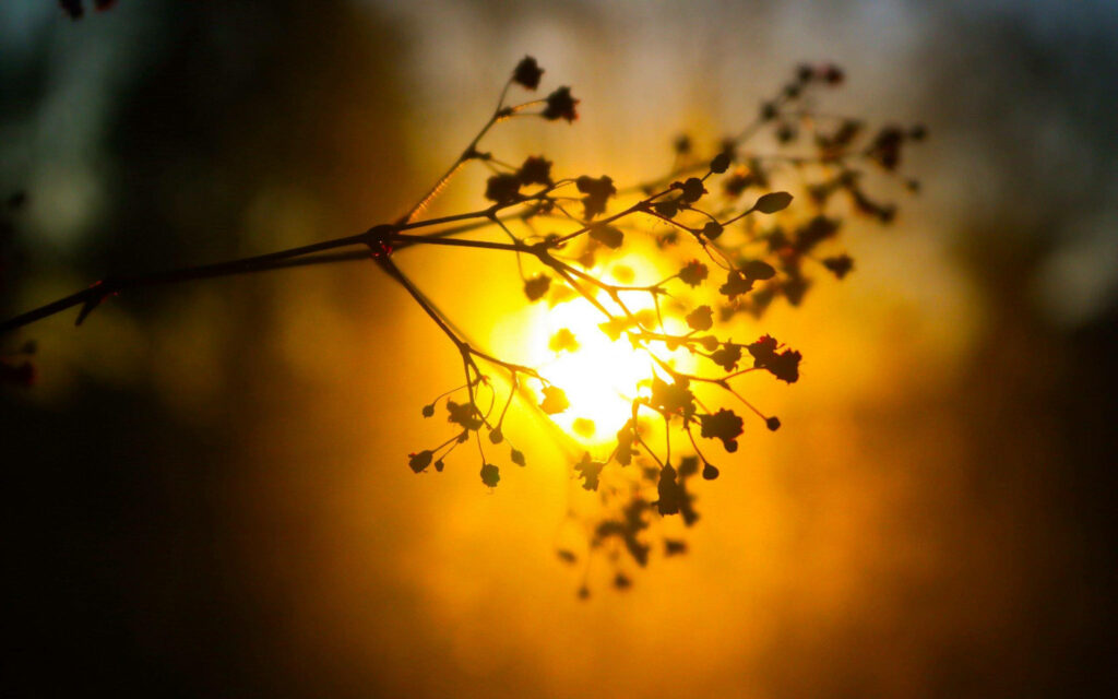 Serenity through the Leaves: Capturing the Tranquility of a Blurred Sunset in Nature Wallpaper