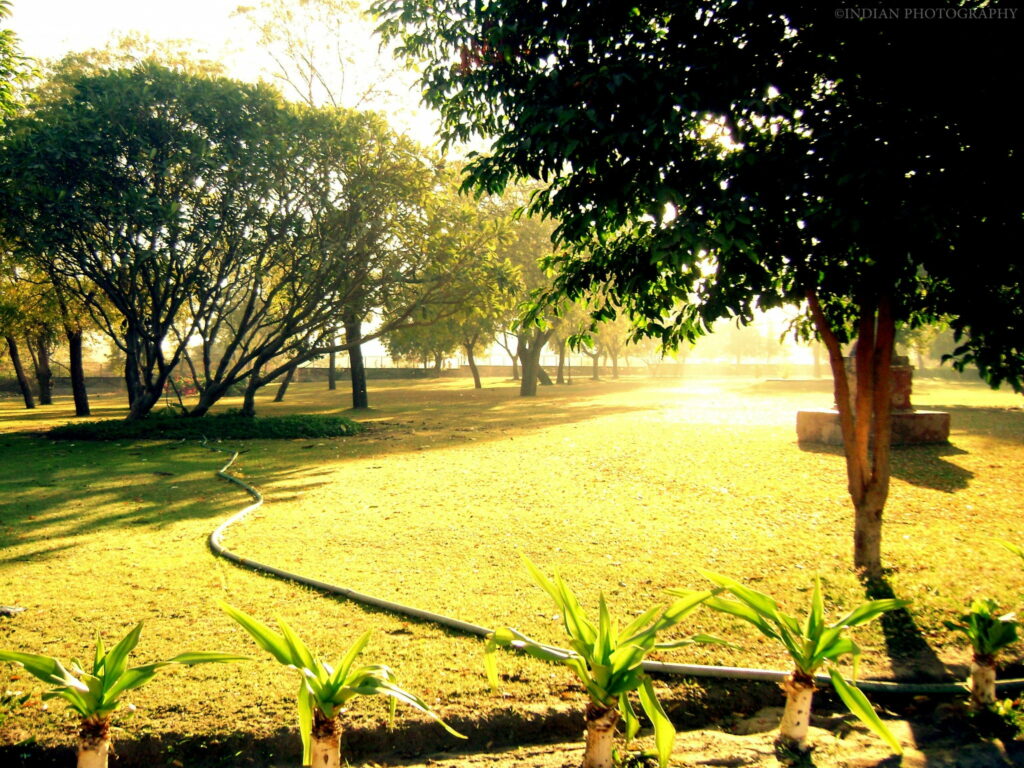 Glorious Morning Glow: Captivating HD Photo of Sunlight Embracing a Lush Indian Garden Wallpaper