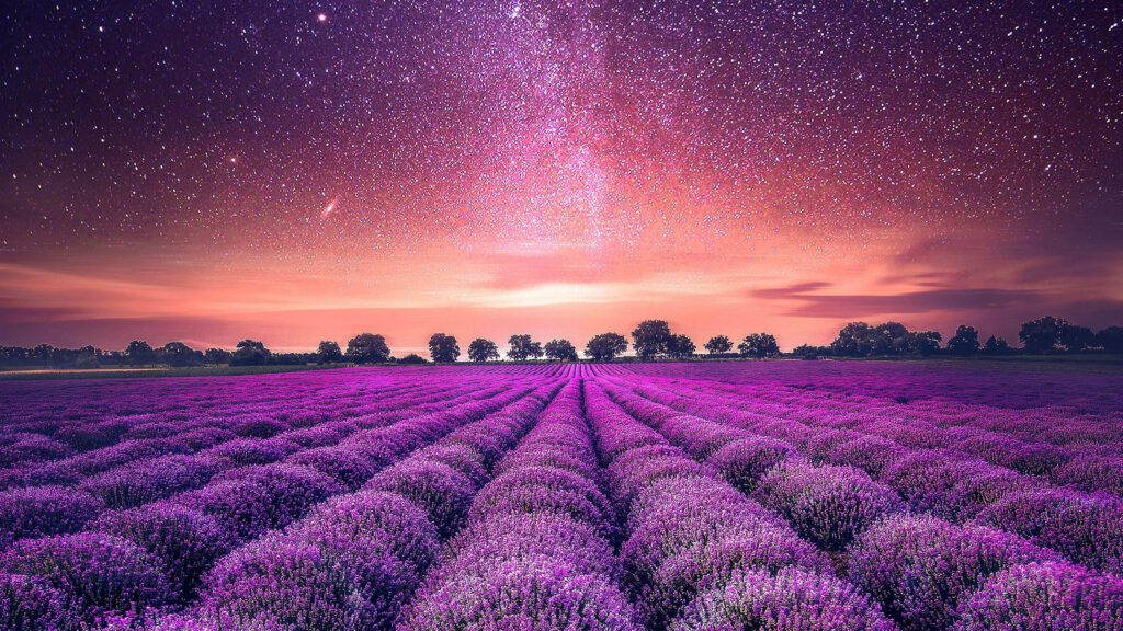 Majestic Lavender Field at Dusk: A Captivating Wallpaper