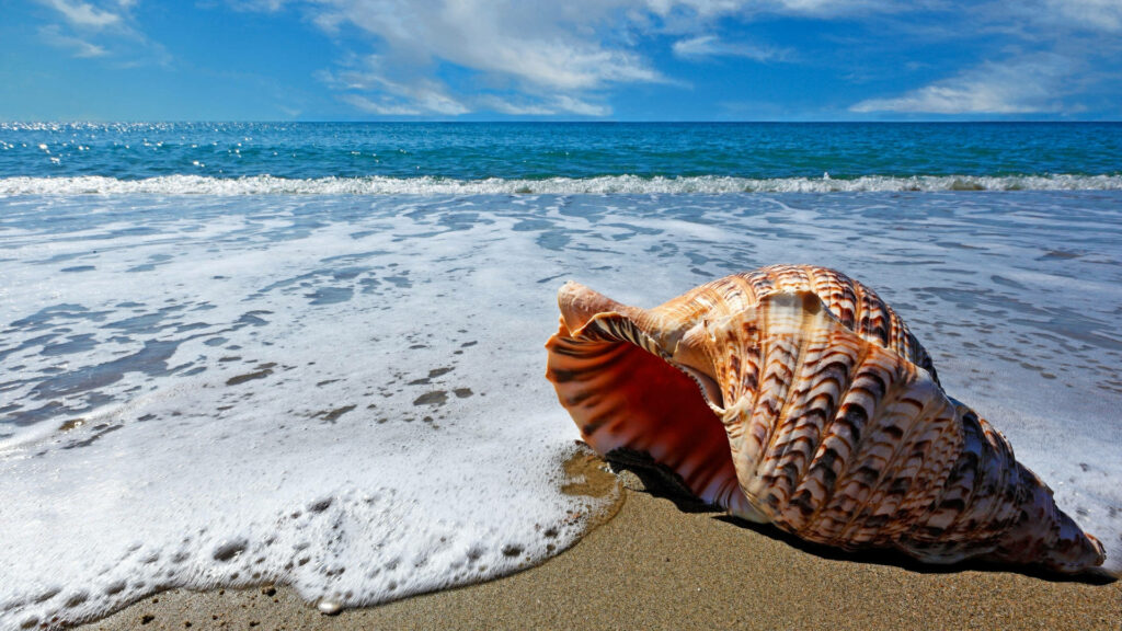 Idyllic Seashell Serenity: Mesmerizing 1920x1080 HD Beach Shore Wallpaper