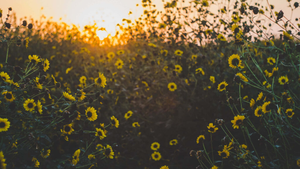 Golden Horizon: Captivating Sunset Bloom - Yellow Aesthetic Flower Desktop Background Wallpaper