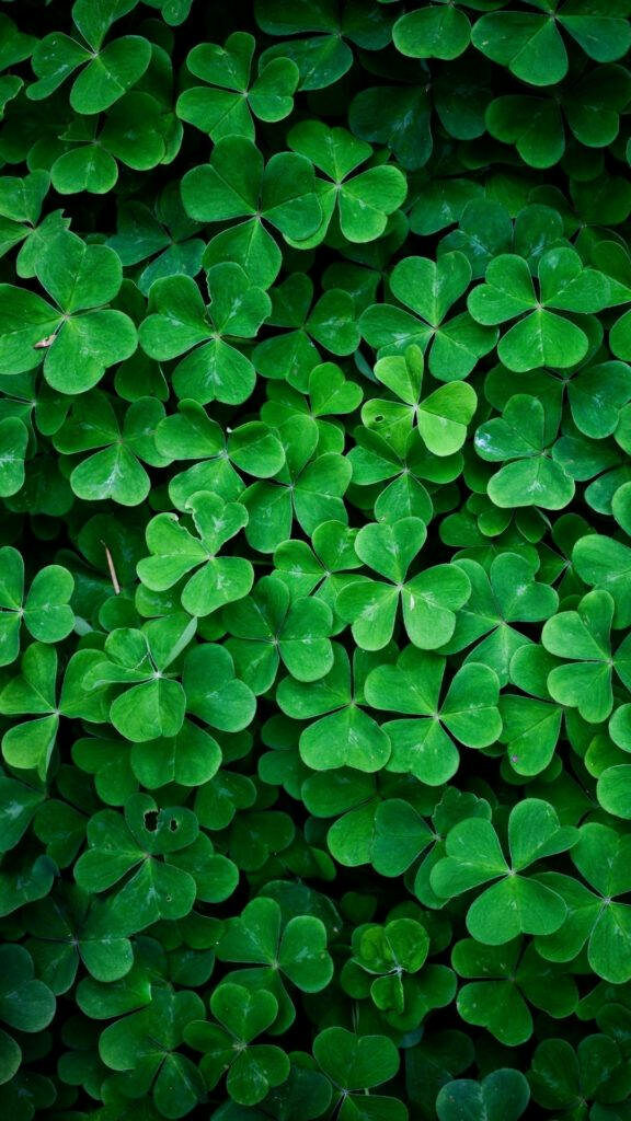 Top-View Snapshot: Stunning HD Nature Phone Background Featuring a Four-Leaf Clover Plant Wallpaper