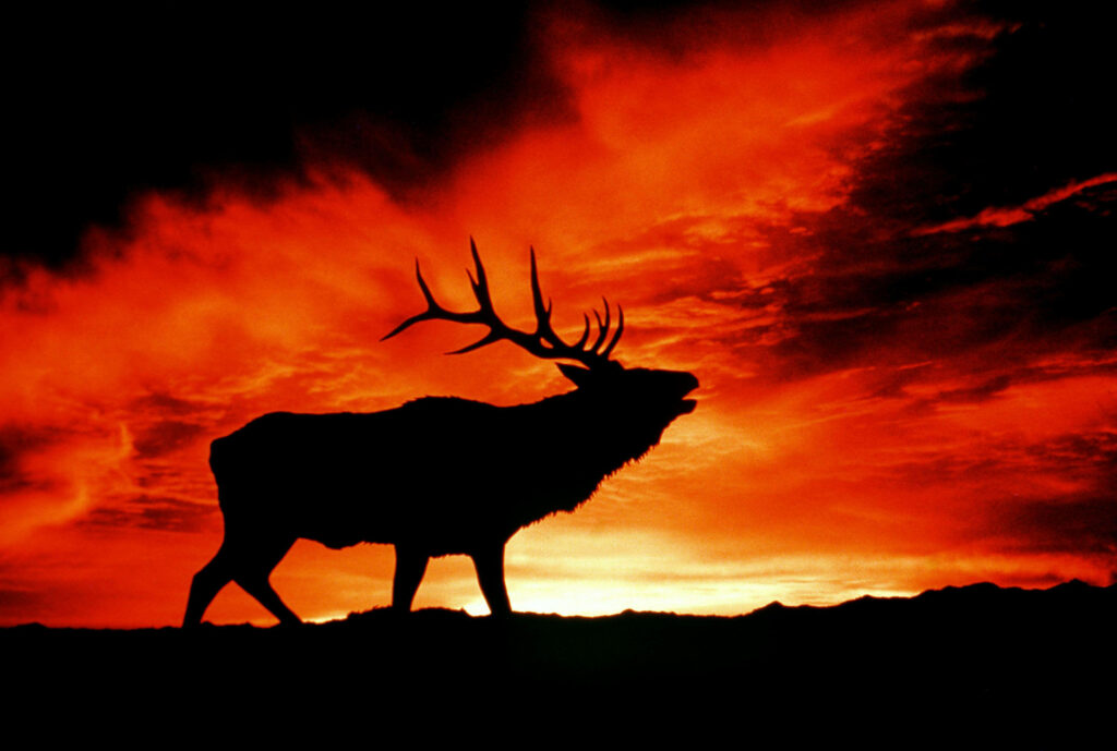 Enveloping the Elk in the Radiant Embrace of a Crimson Sunset Wallpaper