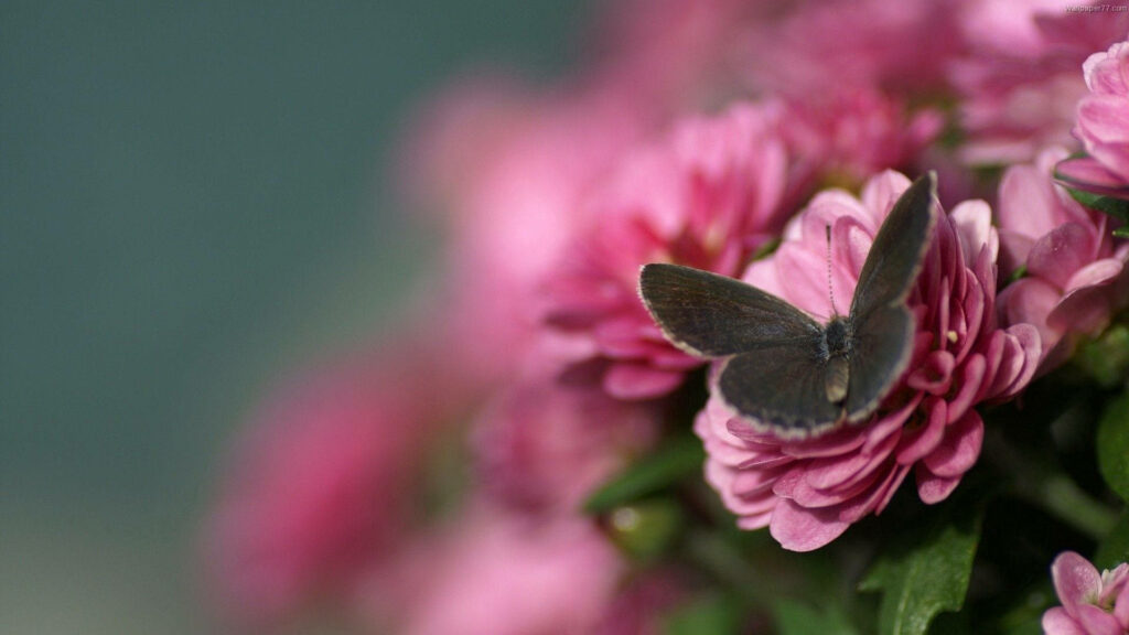 The Majestic Brown Butterfly Resting Gracefully on a Pink Rose: A Captivating Nature's Portrait Wallpaper