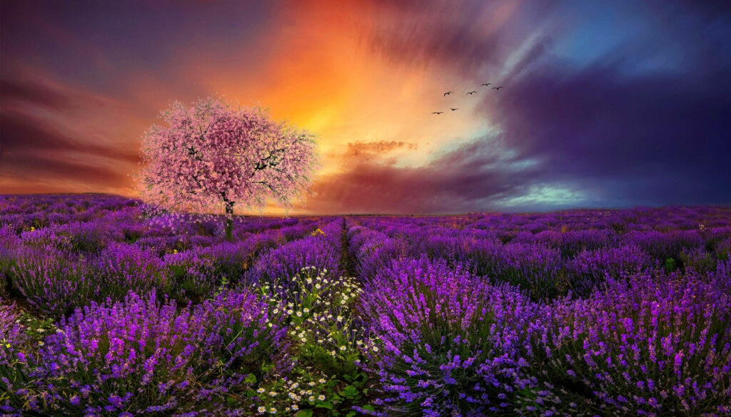 Enchanting Lavender Dreamscape: Captivating Lavender Field with Solitary Cherry Blossom Tree, Embraced by a Majestic Sunset Wallpaper