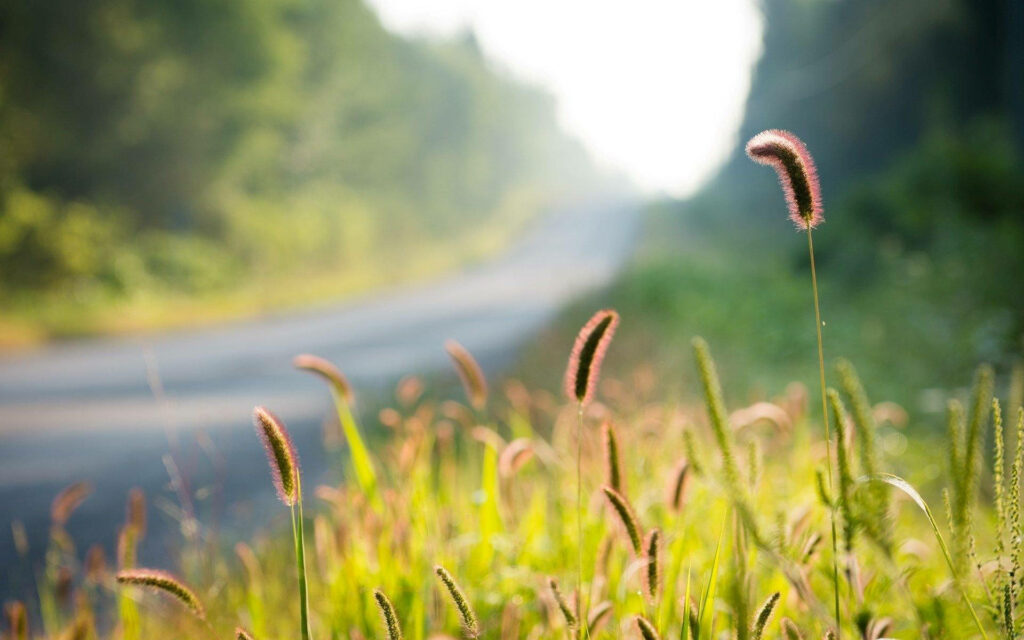 Scenic Journey: Foxtail Flowers in Full Bloom along a Serene Path Wallpaper