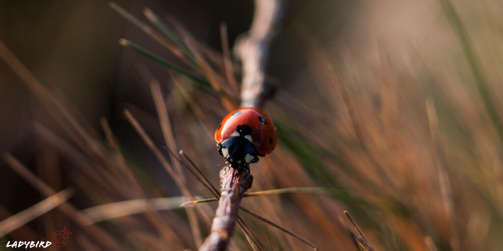 Nature's Beauty: Ladybird Beetle Perched on Branch, Embraced by Summer's Warm Hues Wallpaper