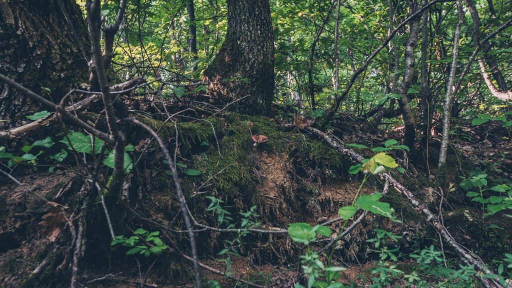 Enchanting Forest Serenity: A Captivating Serbian Landscape showcasing Lush Moss-Covered Ground and Intricate Overlapping Tree Trunks with Exposed Roots Wallpaper