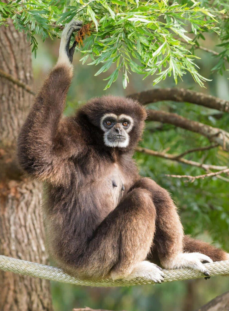Majestic Javan Gibbon Perched amidst Nature's Splendor Wallpaper