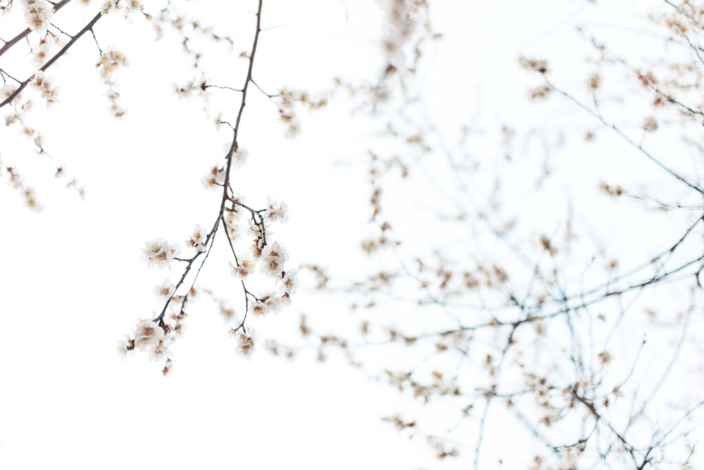 Effortlessly Immerse Yourself in the Minimalist Elegance of Spring Wallpaper