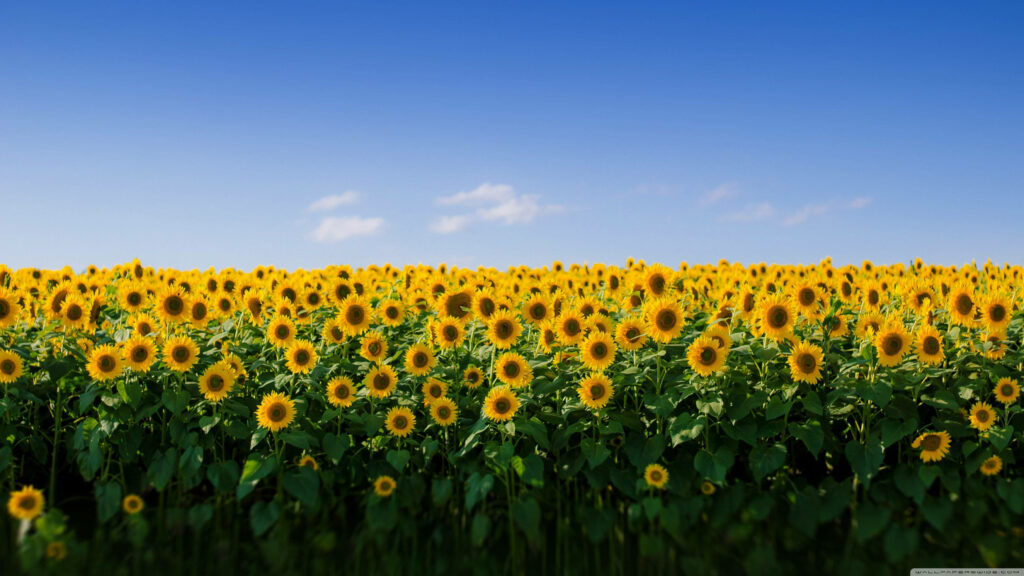 Serenity Blossoms: The Perfect MacBook Wallpaper featuring a Sunflower Field Basking in the Blue Skies