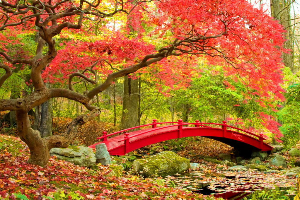 Tranquil Artistry: Serene Japanese Autumn Enchantment in Nature's Kaleidoscope - 4K Wallpaper