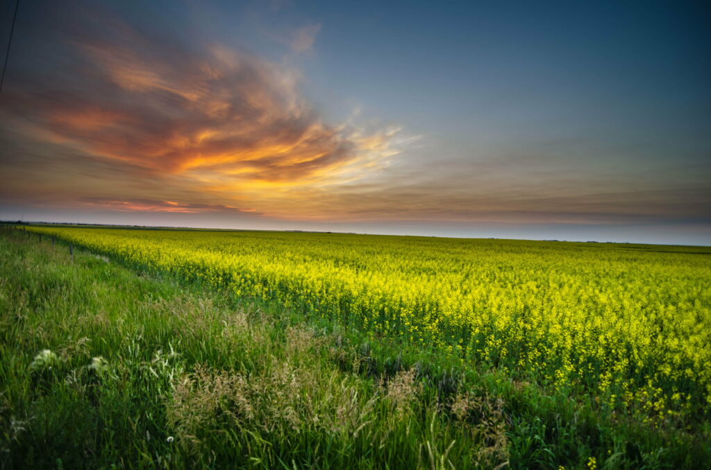 Golden Horizons: Captivating Mustard Fields in a Picturesque Farmstead under a Vivid Sunset Sky - A Serene 4K Wallpaper Background