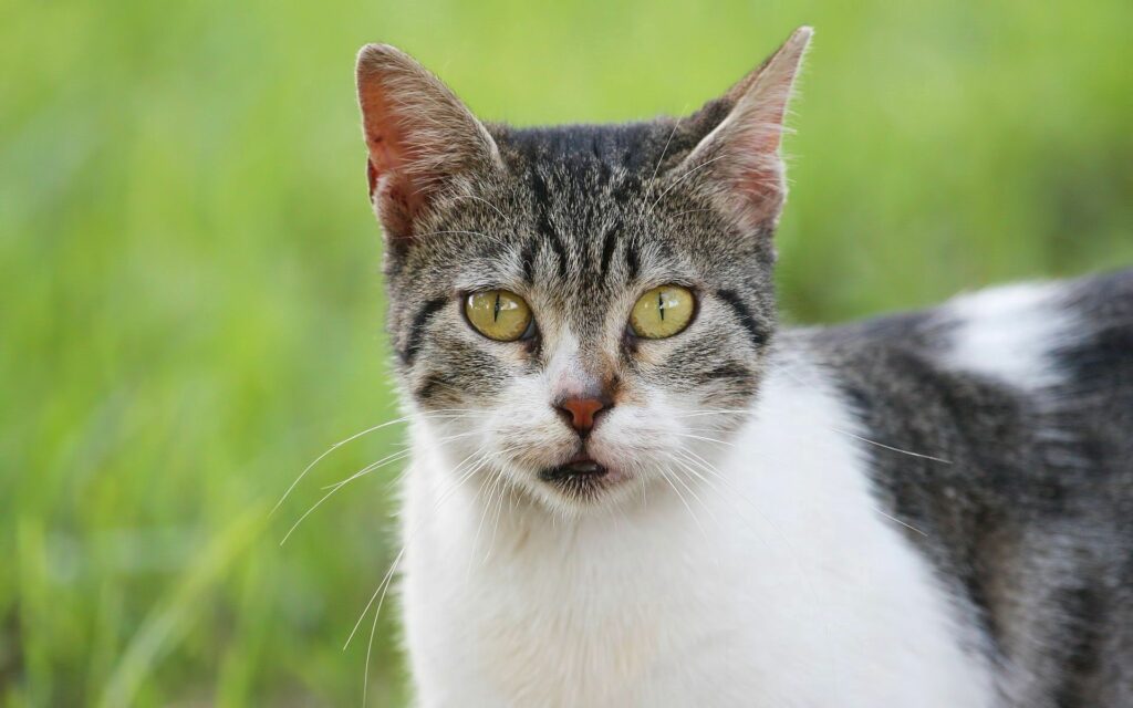 Serious Cat Close-Up: Stunning Markings & Vibrant Green Background Wallpaper