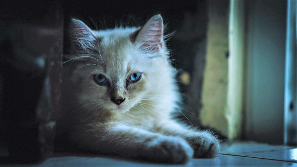 Fluffy white kitten with intense blue eyes in cool-toned cinematic lighting wallpaper background