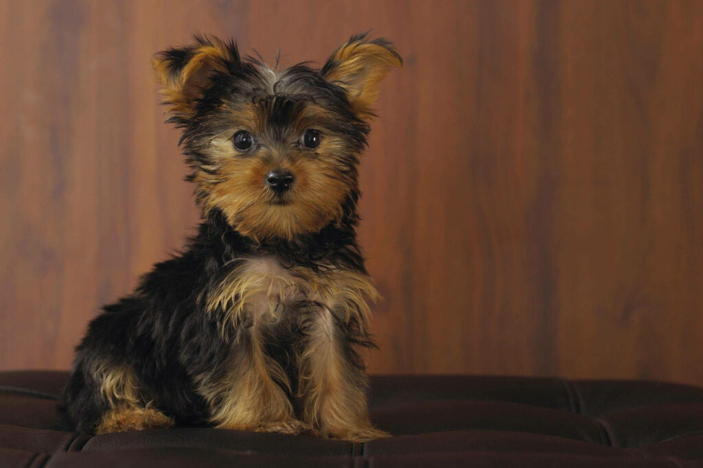 Serious Yorkie Pup Captured in Stylish Surroundings - A Captivating Yorkie Puppies Background Shot Wallpaper