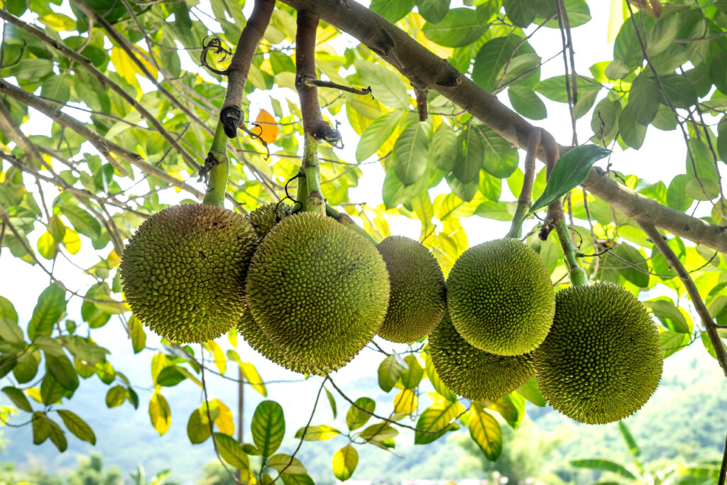 Seven ripe breadfruits hanging on branch with lush green leaves and tropical sunlight background Wallpaper
