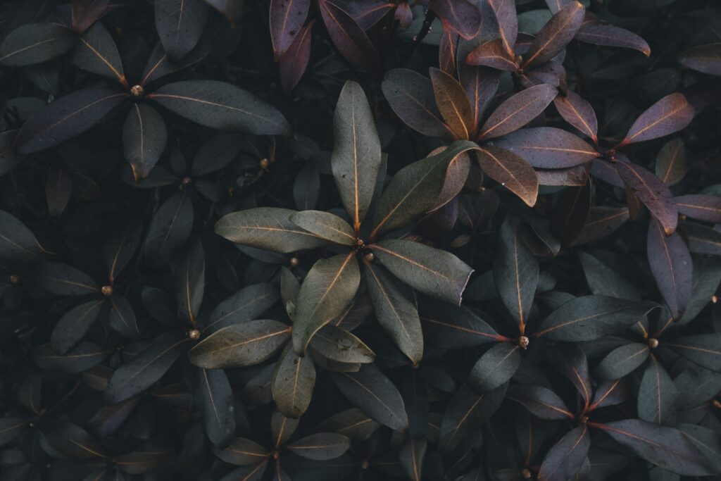 Dense glossy green and gray leaves with purple hints creating a shadowy botanical wallpaper background