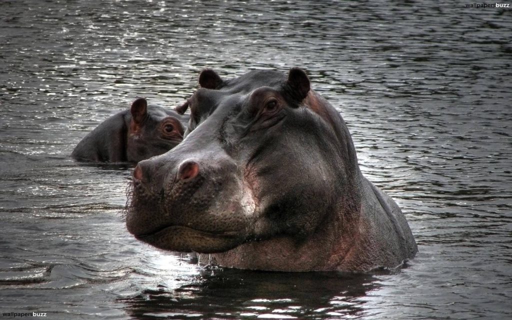 Close-up of adult hippo and calf submerged in rippling water dramatic wildlife wallpaper background